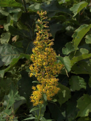 Solidago speciosa (Showy Goldenrod)