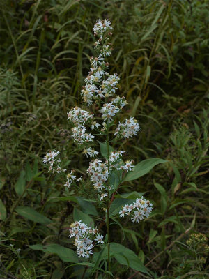 Symphyotrichum urophyllum (Arrow-Leaved Aster)