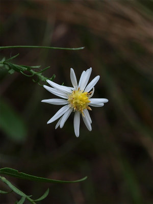 Symphyotrichum dumosum (Bushy Aster)