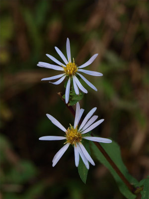 Symphyotrichum firmum (Shining Aster)
