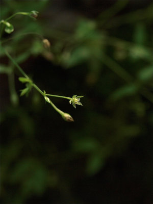 Stellaria alsine (Bog Chickweed)
