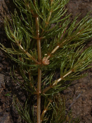 Ceratophyllum demersum (Coontail)