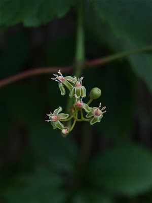 Parthenocissus quinquefolia (Virginia Creeper)