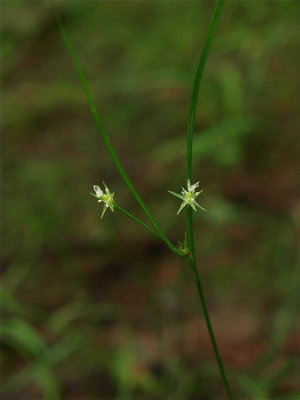 Juncus tenuis (Path Rush)
