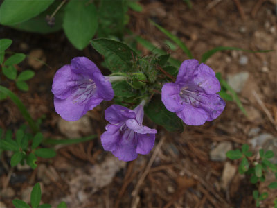 Ruellia humilis (Hairy Wild Petunia)