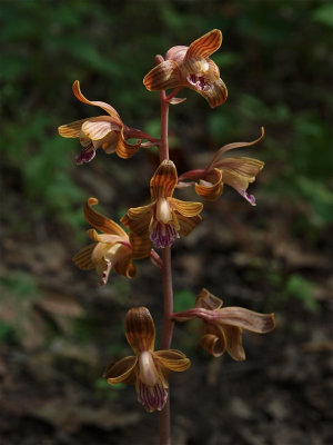 Hexalectris spicata (Crested Coralroot)