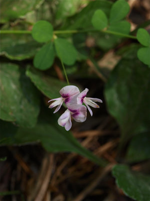 Lespedeza repens (Creeping Bush-Clover)