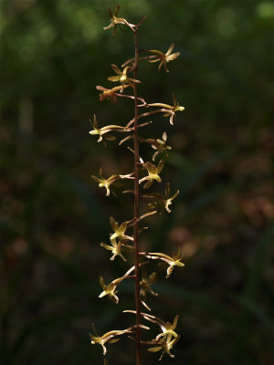 Tipularia discolor (Cranefly Orchid)