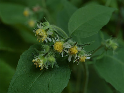 Polymnia canadensis (White Leafcup)