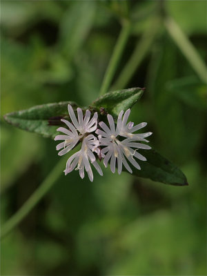 Elephantopus carolinianus (Carolina Elephant's-Foot)