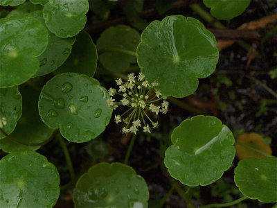 Hydrocotyle umbellata (Umbellate Water-Pennywort)