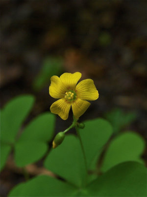 Oxalis grandis (Large Yellow Wood-Sorrel)