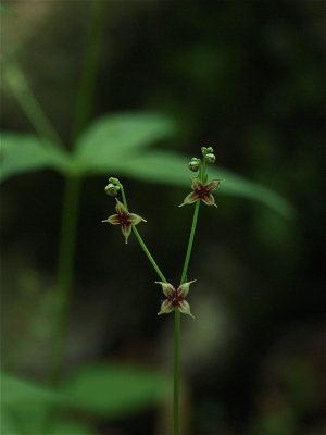 Galium lanceolatum (Lance-Leaved Licorice)