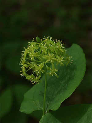 Smilax herbacea (Carrion-Flower)