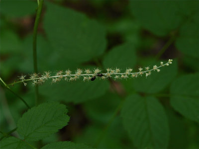 Aruncus dioicus (Goatsbeard) - Close View