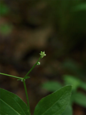 Galium circaezans (Wild Licorice)