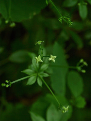 Galium triflorum (Fragrant Bedstraw)