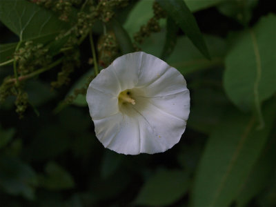 Calystegia sepium (Hedge Bindweed) - White Flower