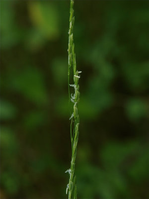 Leersia virginica (Virginia Cut-Grass)