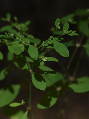Paronychia canadensis (Forked Nailwort)