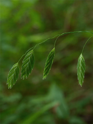 Chasmanthium latifolium (Inland Wood Oats)