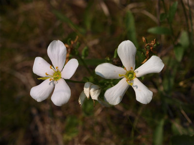 Sabatia angularis (Rose-Pink) - White Flowers