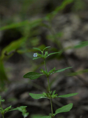 Hedeoma pulegioides (American Pennyroyal)