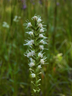 Liatris spicata (Dense Blazing-Star) - White Flowers