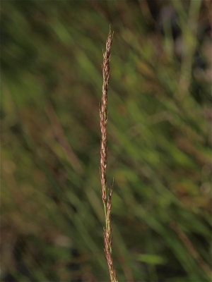 Muhlenbergia schreberi (Nimblewill)