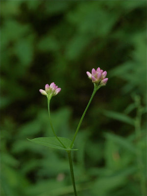 Persicaria sagittata (Arrow-Leaved Tearthumb) - Pink Flowers