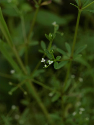 Galium tinctorium (Clayton's Bedstraw)