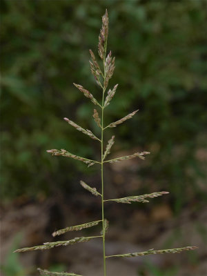 Sporobolus cryptandrus (Sand Dropseed)