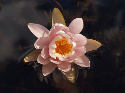 Nymphaea odorata (Fragrant Water-Lily) - Pink Flower