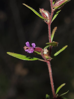 Cuphea viscosissima (Clammy Cuphea)
