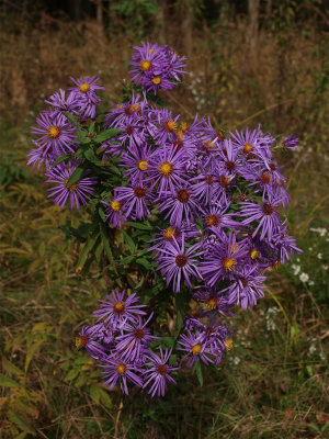 Symphyotrichum novae-angliae (New England Aster) - Large Cluster