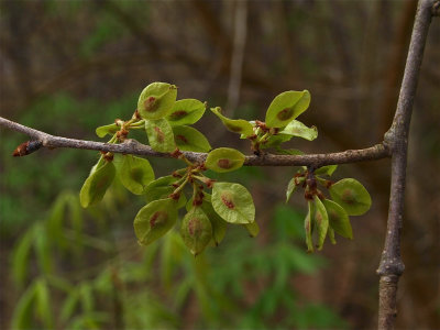 Ulmus rubra (Slippery Elm)