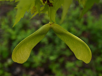 Acer saccharinum (Silver Maple)