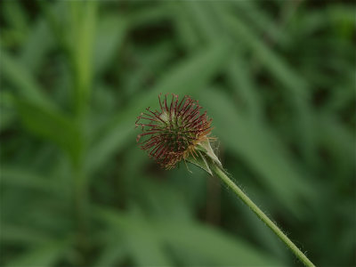 Geum aleppicum (Yellow Avens)