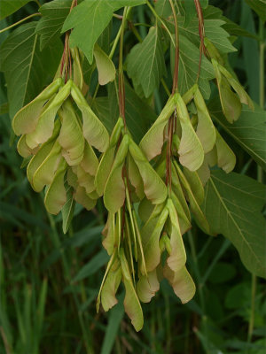 Acer negundo (Ash-Leaved Maple)