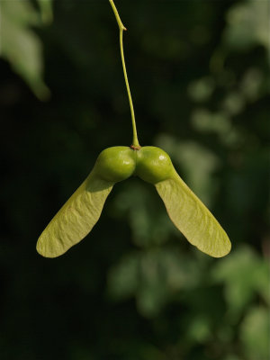 Acer saccharum (Sugar Maple)