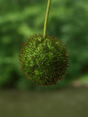Platanus occidentalis (American Sycamore)