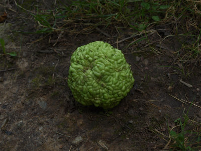 Maclura pomifera (Osage Orange)