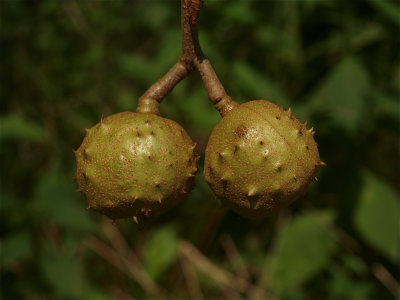 Aesculus glabra (Ohio Buckeye)