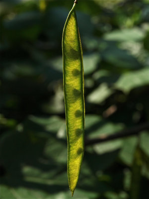 Cercis canadensis (Eastern Redbud)