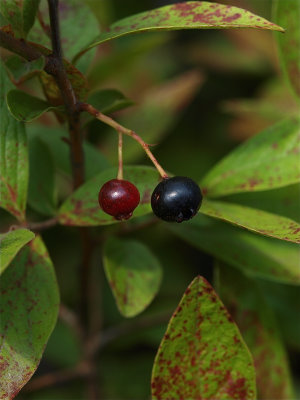 Gaylussacia baccata (Black Huckleberry)