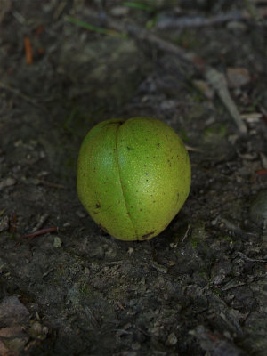 Carya ovata (Shagbark Hickory)