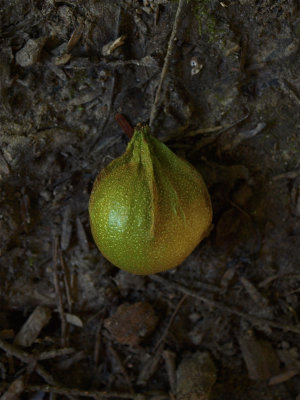 Carya cordiformis (Bitternut Hickory)