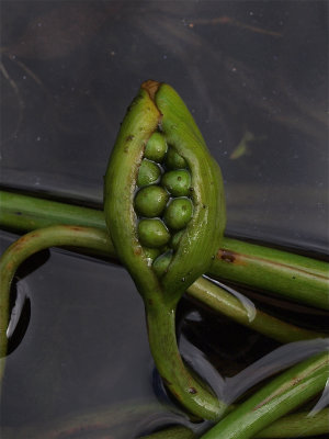 Peltandra virginica (Arrow Arum)