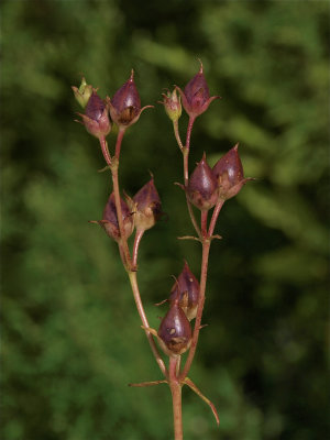 Penstemon digitalis (Foxglove Beardtongue)