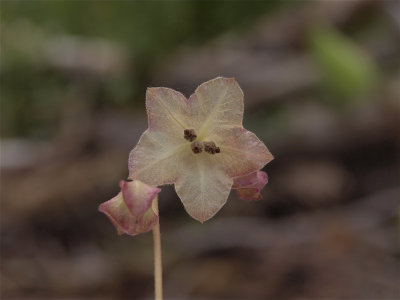 Mirabilis nyctaginea (Wild Four-O'clock)